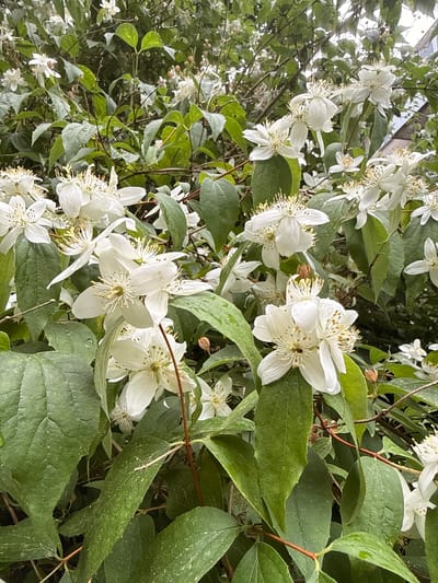This is a close-up, ground-level, vertical shot of a dense shrub with numerous white, star-shaped flowers and abundant green leaves. The flowers have multiple thin, yellow stamens in their centers. Some of the leaves appear slightly dusty, and a few water droplets are visible on them. In the upper right quadrant of the image, a portion of a building with a sloped roof is visible through the foliage, suggesting an outdoor urban or suburban setting. The overall impression is that of a thriving, natural element within a developed area. The location is Rudamina, Lithuania.