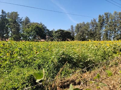 This image presents a vibrant, sun-drenched agricultural landscape, likely in Wang'uru, Kenya, characterized by a vast field of blooming sunflowers under a clear blue sky.

**Subjects:** The primary subject is a dense field of sunflowers, their bright yellow petals and green foliage filling the mid-ground of the frame. In the background, a line of various trees, some tall and slender, others broader and bushier, forms a natural boundary. The sky above is a brilliant, cloudless blue. In the immediate foreground, a barbed wire fence, partially obscured by dry grass and a few green leaves, stretches across the bottom of the image. A faint, dark line, possibly a utility wire, traverses the upper sky.

**Activity or event taking place:** No explicit human activity or event is visible. The scene captures a static moment in a natural, cultivated environment.

**Notable details:** The time of day appears to be bright daylight, possibly morning or early afternoon, given the clear sky and strong illumination. The weather is sunny and clear, without any visible clouds. The field of sunflowers suggests an agricultural setting, reinforcing the rural context. The barbed wire fence in the foreground implies a boundary or property line. The diverse types of trees in the background add depth to the natural scenery. The overall mood conveyed is one of tranquility and natural abundance.

**Visible text:** There is no visible text in the image.