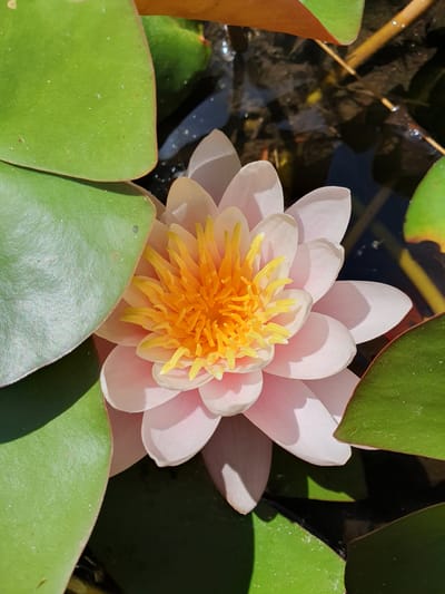 This is a close-up, overhead shot of a pink and yellow water lily in full bloom, floating on dark water. The flower's delicate petals are a soft pink, fading to white at their tips, and its vibrant yellow stamen cluster is prominent in the center. Several large, green lily pads surround the flower, some partially obscuring it and casting shadows on its petals. The water beneath is dark and reflects the surrounding foliage and sunlight. In the background, thin, brown stems or reeds are visible just below the water's surface. The scene appears to be a still pond or water feature, bathed in bright sunlight, suggesting an outdoor environment. Without further information or context, the specific location within Vigneux-sur-Seine, France, cannot be determined from the image alone.