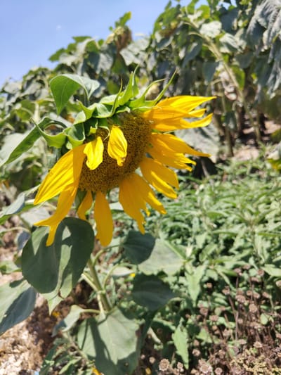 A single, large sunflower with yellow petals and a brown center is shown in the foreground, angled downwards. It is part of a field of sunflowers, with many other sunflowers and green foliage visible in the background. The sky is clear and blue. The scene appears to be a sunflower field located in the Yoav Regional Council, Israel, under bright sunlight. The image captures the natural beauty of the agricultural landscape.