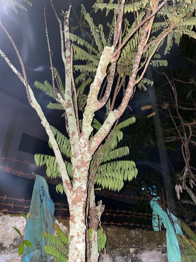The image depicts a nighttime scene in the city of Banjarmasin, Indonesia, dominated by a tree with a textured, light-colored trunk. The tree has multiple branches, some bare and others adorned with compound leaves. In the background, a wall made of rough concrete runs horizontally across the frame, topped with barbed wire. Two pieces of light blue plastic sheeting are draped over the barbed wire on either side of the tree. A building with a dark rectangular opening is visible behind the tree on the left. The lighting suggests artificial illumination, casting shadows and creating beams of light that cut through the darkness, highlighting smoky or misty elements in the air. The overall impression is one of an outdoor urban environment at night.