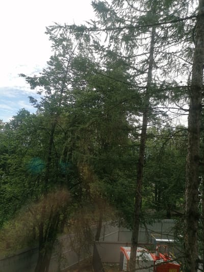 The image shows a view through trees of a fenced industrial area in Komsomolsky, Russia. In the foreground, several trees with dense green foliage are visible. One tree on the right has a rough, textured bark. Beyond the trees, a corrugated metal fence runs horizontally across the scene. Behind the fence, a bright orange and white industrial structure with yellow piping is partially visible. The sky is overcast with some clouds.
