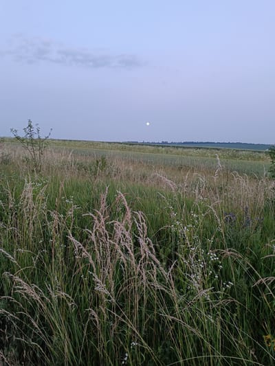 This is a landscape photograph taken at dusk or dawn in Lozova, Ukraine. The foreground is dominated by tall, dry grass and green vegetation, with some small white flowers visible. In the middle ground, there are fields of crops, possibly wheat or barley, interspersed with areas of wild flowers. A lone tree stands to the left of the frame. The background features a distant treeline and a vast, pale sky with a few wispy clouds. The full moon is visible as a small, bright disc in the upper center of the sky. The overall impression is one of a rural, tranquil scene under the twilight sky.