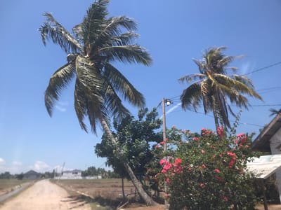 The image depicts a rural scene in Blangawe, Indonesia, under a bright blue sky. Two palm trees dominate the foreground; one leans noticeably to the left. A street light stands adjacent to the trees, interspersed with pink bougainvillea flowers. The road, a dirt path, stretches into the distance, where buildings are visible. The immediate surrounding area is a field.