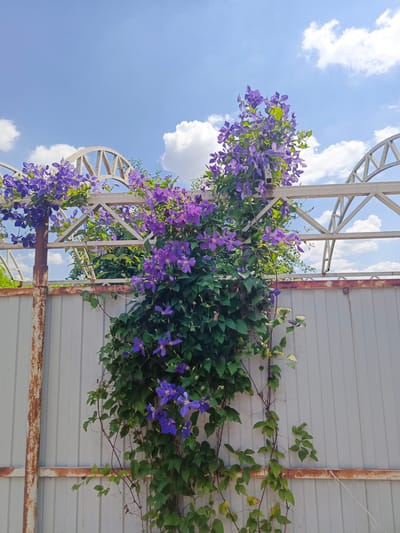 A vibrant clematis vine with abundant purple flowers climbs a light-colored metal fence. The vine is lush with green leaves and stems, some of which trail down the fence. A rusty metal pole supports part of the vine on the left side of the image. Above the fence, a section of a white metal structure with an arched design is visible, suggesting it might be part of a garden pergola or trellis. The background is a bright blue sky dotted with fluffy white clouds. The overall scene conveys a feeling of a sunny day in a garden or outdoor space, likely in Staronizhestebliyevskaya, Russia, given the location context. The lighting suggests it is daytime, with bright sunlight illuminating the scene. There is no visible text in the image.