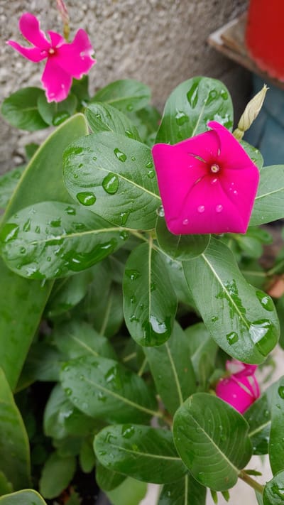 The image shows a close-up of a plant with bright pink flowers and green leaves covered in water droplets. The background is slightly blurred, but the plant appears to be in an outdoor setting. Based on the location provided (La Joya, Mexico), this could be a garden or a planted area in a residential or public space. There are no people visible in the image. The focus is on the plant and the details of its flowers and leaves.