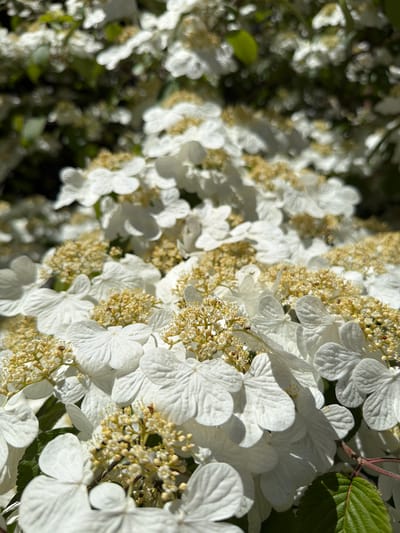The image depicts a profusion of white flowers with light yellow centers, arranged in clusters on a plant. Some green leaves are visible amongst the blossoms. The setting appears to be a garden or natural area. No specific landmarks indicate a location in Shua Makhinjauri, Georgia. No people, subjects, objects, actions, or interactions are present.