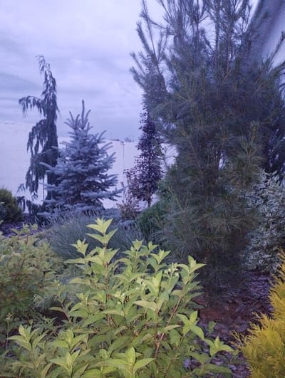 The image depicts an outdoor garden scene at dusk in Berdychiv, Ukraine. The primary subjects are various evergreen trees and shrubs. In the background, a tall, weeping tree with dark foliage dominates the left side, accompanied by a smaller, blue-tinged fir tree. A large pine tree with dense needles is prominent on the right. In the foreground, several leafy green shrubs are visible, with one plant in the lower right corner appearing to be a golden evergreen.

The lighting suggests it is either early morning or late evening, with a soft, diffused light creating a muted color palette. The sky is overcast with a pale, bluish-gray hue. The ground is covered in mulch, with some of the plants showing signs of frost or dew. The overall atmosphere is serene and quiet, with no human presence or discernible activity. There is no visible text in the image.