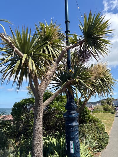 The image depicts a view in Llandudno, United Kingdom. Foreground elements include a Cordyline australis tree with spiky green foliage and a textured trunk. Adjacent to the tree is a dark blue metal lamppost with ornate detailing and the number "131" displayed on a small sign.
The background features a grassy area with various shrubs and plants. Further in the distance, there is a promenade or walkway with people strolling along it. The sea and horizon are visible in the background, with a clear blue sky and scattered clouds overhead.