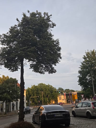 The image shows a street scene in Ansbach, Germany, with a large tree in the foreground. The tree's trunk is thick and its branches spread wide, with dark green foliage. The sky above is overcast and a pale grey.
To the right of the tree, a black car is parked on the side of the road. The car has a license plate that reads "AN EV 428E". Further down the street, a white car is parked. Several traffic signs are visible, including directional signs and a warning sign. A traffic light is illuminated green, indicating that traffic can proceed. Buildings line the street, some with awnings and windows. The street is paved with cobblestones.
The scene appears to be set in the late afternoon or early evening, as evidenced by the soft lighting and the angle of the sun, which casts a warm glow on the buildings. The weather is overcast, but not raining. The overall atmosphere is calm and mundane, depicting a typical street scene.