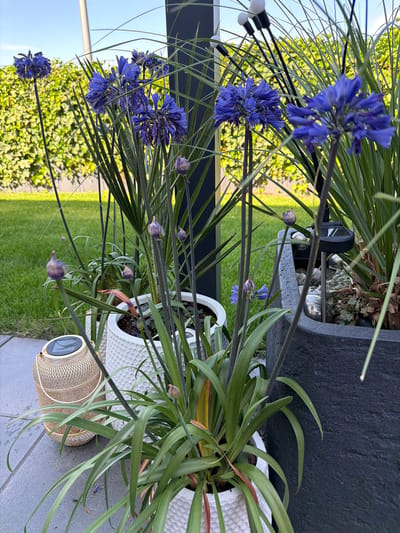 The image captures a close-up view of a potted Agapanthus plant with blooming blue flowers and several buds. The plant is in a white textured pot, placed on a gray tiled surface. To the left and background, there is a lawn and dense green bushes, suggesting an outdoor setting, likely a garden or patio. The lighting indicates it is daytime, with the sun casting a gentle glow.
Various objects are visible in the scene. Behind the Agapanthus, a dark gray, textured pot is partially seen. To the right of the main plant, a woven, cylindrical solar lamp with a glass panel is resting on the tiles. In the mid-ground, a strand of small white lights with black connectors is visible, possibly decorative garden lights.
The composition is dominated by the vibrant blue of the Agapanthus flowers and the lush green foliage of the plant and surrounding vegetation. The image is oriented with the subjects appearing at an angle, giving a dynamic perspective. There are no people or animals visible in the frame. The overall mood is serene and natural, highlighting the beauty of the blooming flowers in a garden environment. The location cues such as the lawn, bushes, and tiled patio align with the context of Bissendorf, Germany.