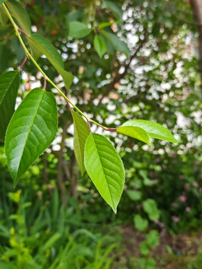 This is a close-up photograph of green leaves on a thin branch, likely from a tree or shrub. The leaves are vibrant green and show clear venation. Some of the leaves are in sharp focus, while others are softer due to the shallow depth of field. The background is a blur of greens and whites, suggesting more foliage and possibly sunlight filtering through. The image appears to be taken outdoors in a natural setting, possibly a garden or park. There is no indication of the city of Dubovoye, Russia, within the image itself.