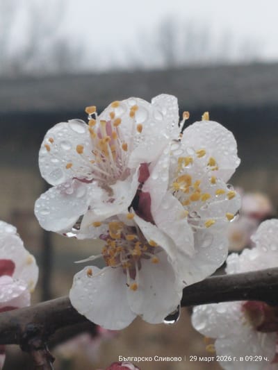 Close-up photograph of blossoming plum flowers covered in water droplets, likely after a rain. The flowers are white with pinkish-red centers and yellow stamens. The branch the flowers are on is brown and appears to be a plum tree. The background is out of focus and shows a gray, overcast sky, and some blurred shapes that appear to be buildings or trees. Text at the bottom of the image reads "Българско Сливово | 29 март 2026 г. в 09:29 ч." which translates to "Balgarsko Slivovo | March 29, 2026 at 09:29". The location is identified as Balgarsko Slivovo, Bulgaria. The image captures a close view of plum blossoms covered in water droplets on a branch, taken on March 29, 2026, at 09:29, in Balgarsko Slivovo, Bulgaria.