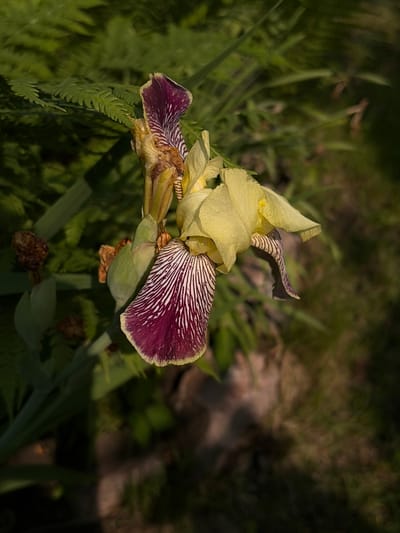 An iris flower, with a deep purple lower petal streaked with white and a yellow upper petal, is in the foreground. The flower is partially in shadow, with sunlight highlighting dew drops on the petals. Behind the iris, green foliage is visible, including fern fronds on the left. The background is blurred, showing more greenery and patches of sunlight on the ground, suggesting an outdoor garden or natural setting. The specific location in Leninsk-Kuznetskiy, Russia, is not discernible from the visual information provided.