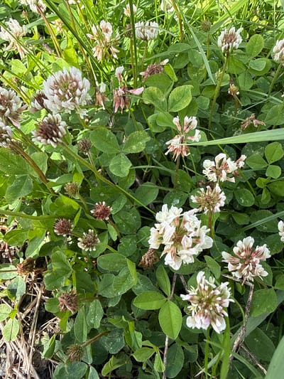 The image shows a close-up view of a field of white clover flowers and green clover leaves, with some dry grass and twigs interspersed. The clover flowers are clustered together, with some in full bloom and others in various stages of development, including developing seed heads. The petals are predominantly white, with some hints of pink or light red. The leaves are characteristic of clover, with three leaflets each.
The scene is set outdoors, in what appears to be a natural or semi-natural grassy area. The lighting suggests it is daytime, with sunlight casting some shadows and highlighting the textures of the plants. The overall impression is one of natural growth and the subtle beauty of common wildflowers. There are no people visible in the image, nor any specific objects that would indicate a particular man-made setting. The environment appears rural or semi-rural, possibly a meadow, field edge, or uncultivated patch of land. The location context provided is Большой Турыш, Russia, which aligns with the natural, rural appearance of the scene. No text is visible in the image. The activity, if any, is simply the growth and blooming of the clover plants. The mood is serene and natural.