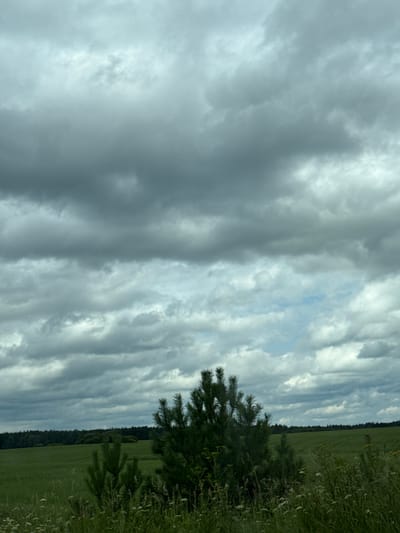 An overcast sky with dense gray clouds looms over a vast, green, open field. In the foreground, a small evergreen tree stands amidst tall grasses and wildflowers. In the distance, a dense forest line separates the field from the horizon. The scene suggests a rural or natural landscape, possibly in the vicinity of Михалёва, Russia, given the general description of a natural environment.