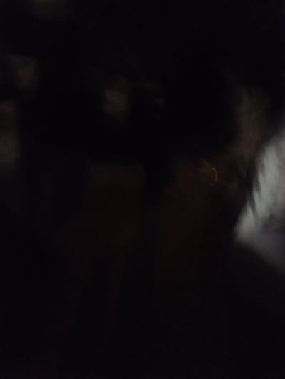The image is a close-up, dimly lit photograph that appears to have been taken indoors or in a dark environment. The dominant colors are dark blacks and grays, with some faint lighter areas that could be hints of texture or light sources. In the center-right of the image, a small, curved object with a segmented or patterned texture is visible. Its color is a reddish-brown. The overall image is blurry and lacks clear detail, making it difficult to ascertain the exact nature of the subjects or environment. There is no visible indication of the location being in Malko Chochoveni, Bulgaria, or any specific city. The scene is static and no actions or interactions are depicted.