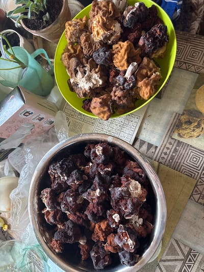 The image shows two bowls filled with mushrooms, likely false morels, placed on a patterned surface. One bowl is green plastic, the other is stainless steel. A small potted plant and other miscellaneous items, including a cleaning product box in Russian, are also visible. The OCR text includes the word "риск" and the phrase "Судоку-аста", suggesting that the location might be in a Russian-speaking area. Given that the prompt includes the city name Маза, Russia, it is reasonable to infer that the image was taken at that location.