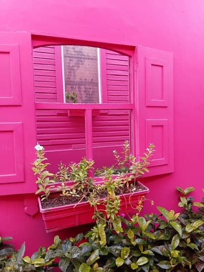 The image shows a bright pink building facade with an open window and shutters. A pink planter box sits on the windowsill, filled with green plants. Some of the plants have small white or pink flowers. Below the planter box, more green foliage is visible, suggesting the building is surrounded by vegetation. Inside the window, a sign with text written in a mirror image is visible. The text reads "BRUGAL MUSEO GALEIA" and appears multiple times. This suggests the building is located in Puerto Plata, Dominican Republic, as Brugal is a well-known rum brand from the Dominican Republic, and the text likely refers to a museum or exhibition related to the brand. The scene is brightly lit, suggesting it is daytime. There are no people visible in the image. The overall impression is one of a vibrant and colorful architectural detail.