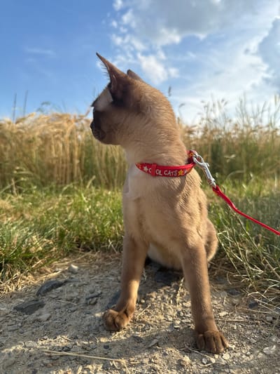 A young Siamese cat with light brown fur and darker points on its ears and muzzle sits on a gravelly path outdoors. The cat is wearing a red collar with "COOL CATS" written on it in white letters and yellow stars. A red leash is attached to the collar and extends out of the frame to the right. The cat is facing left, looking away from the camera. In the background, there are tall, dry grasses and a field of golden wheat under a bright blue sky with scattered white clouds. The lighting suggests it is daytime, likely late afternoon due to the warm sunlight and shadows. The location is not specified within the image.