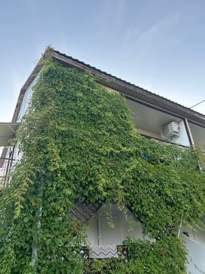 A low-angle, full shot captures a building facade heavily overgrown with lush green ivy. The ivy covers a significant portion of the structure, climbing up the walls and over a balcony. The building appears to be a multi-story dwelling, with a sloped roofline visible at the top of the frame. A white air conditioning unit is mounted on the wall of the balcony. Below the balcony, a section of railing is visible, adorned with a patterned textile item. The sky above is a pale, overcast blue. The scene is located in Останинское сельское поселение, Ukraine.