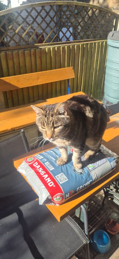 A tabby cat is standing on a bag of garden aggregate on a wooden table outdoors. The cat, facing left, has its eyes partially closed and its whiskers spread. The bag, labeled "DANSAND" and "NO GROW", is light grey and partially open. Behind the table is a wooden fence and a section of a wooden bench. A large blue water butt is visible to the right. The scene is illuminated by bright sunlight, casting strong shadows. The location is identified as Chatham, United Kingdom.