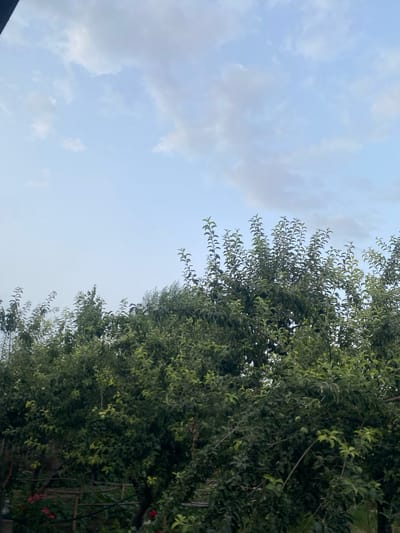 The image displays a natural scene with a focus on a dense, leafy tree on the right side, stretching across the frame. The tree's foliage is predominantly green, with some lighter green leaves visible, suggesting it might be an fruit-bearing tree, as a few small green fruits are discernible. Branches are intertwined, creating a rich texture. On the left, a pale blue sky is visible, dotted with wispy white clouds. The lighting suggests it is either early morning or late afternoon, with a soft, diffused light. The overall setting appears to be outdoors in a temperate climate, likely a garden or park, given the presence of the tree and hints of other vegetation and possibly garden structures further back on the right. There are no people or explicit objects other than the tree and sky. The scene evokes a sense of tranquility and natural beauty. The location context indicates Боғистон, Tajikistan.