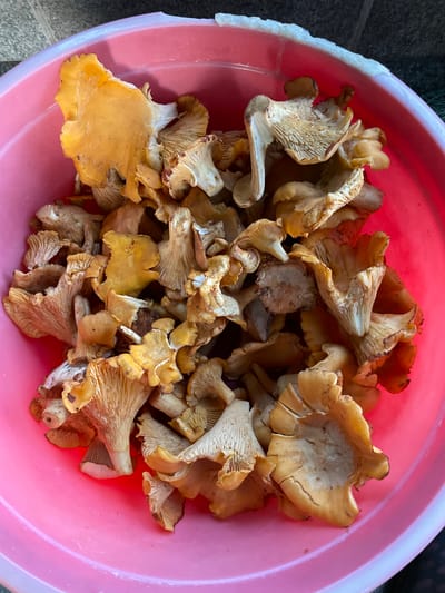 A top-down, medium shot shows a bright pink plastic basin filled with chanterelle mushrooms. The mushrooms are various shades of yellow and light brown, with many exhibiting their characteristic wavy, funnel-like caps and ribbed undersides. The basin is sitting on a textured grey surface, possibly concrete or stone, and a dark background is visible beyond the basin's edge. The scene is devoid of people or any indication of a specific location within the city of Верхнее Казачье, Russia.