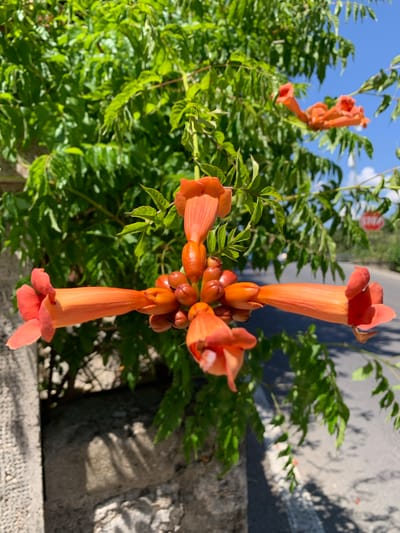 In San Quirico d'Orcia, Italy, a cluster of trumpet-shaped orange flowers hangs on a vine against a backdrop of green foliage. The flowers are the primary subject, with one prominently displayed in the foreground, its tubular shape and flared petals clearly visible. The vine extends upwards and to the right, with other orange flowers and developing seed pods also present. The background is a mix of bright green leaves, suggesting a sunny day. Beyond the foliage, a paved road is visible, with a red stop sign in the distance on the right. The scene also includes a textured stone wall on the left, with dappled sunlight casting shadows. The overall impression is one of natural beauty in an outdoor urban or semi-urban setting.