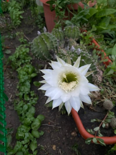 In Oktiabrskaya, Russia, a close-up, high-angle shot captures a blooming white cactus flower with delicate petals and a yellow center. The flower is the primary subject, positioned on the right side of the frame. Surrounding the flower is dark soil with scattered green plants and what appear to be smaller cacti. A bright orange hose snakes across the bottom right of the image. To the left, a portion of a green fence is visible. The background consists of more greenery and what looks like a terracotta pot. The lighting suggests an overcast day.