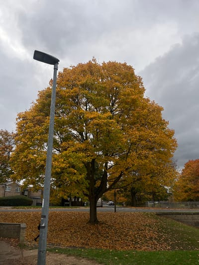 The image depicts an autumn scene in a residential or suburban area of Stevenage, United Kingdom, under an overcast sky.
In the left foreground, a grey metal streetlight pole stands vertically, topped with a dark, rectangular LED luminaire. Behind the pole, a partial figure of a person is visible, dressed in dark trousers and a dark upper garment, walking on a concrete pedestrian path that runs from the bottom left towards the center. To the immediate right of the path, the ground is covered in a thick layer of fallen yellow and orange deciduous leaves. A low, light-colored brick wall is positioned to the left of the pedestrian path.
The central subject is a large deciduous tree, its canopy densely covered in vibrant yellow and orange autumn foliage, dominating the mid-ground. Beneath this tree, the ground is completely blanketed in fallen leaves of similar coloration.
Further in the mid-ground, a paved road or carriageway is visible, with several vehicles, including what appears to be a white van and dark-colored cars, parked or moving slowly in the distance. To the right of the road, a concrete or stone retaining wall supports a metal barrier or railing, suggesting a change in elevation or the presence of a bridge structure. Another tree with orange foliage is partially visible on the far right.
In the background, behind the central tree and to the left, two residential buildings constructed of light-colored brick with white window frames are partially visible through the tree line. The sky above is entirely overcast with dark grey cloud cover, indicating a dull or impending weather condition. No specific interactions are discernable other than the single individual walking.