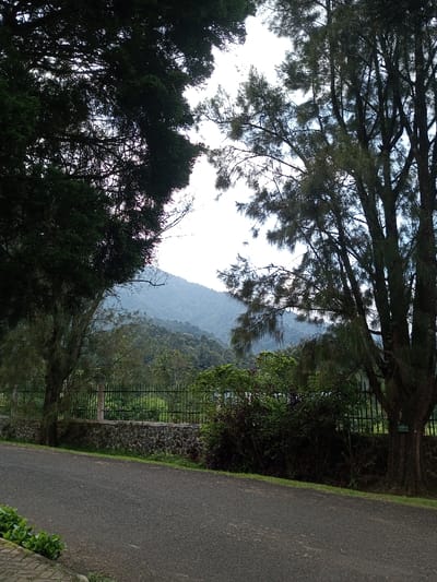 This image captures an outdoor landscape in Ambositra, Madagascar. The foreground features a paved asphalt road, bordered on the viewer's left by a narrow strip of green vegetation. To the right of the road, a low retaining wall constructed of dark, irregular stones supports a dark metal fence with vertical pickets. Behind this fence, a dense layer of diverse green and reddish-brown shrubs and smaller trees is visible. The scene is framed by two large trees: a dark, heavily foliated tree on the left, partially silhouetted against the sky, and a tree on the right with a textured trunk and lighter, wispy green foliage, bearing a small green plaque. In the background, multiple layers of densely forested mountains rise, receding into the distance under a bright, overcast or hazy sky. No individuals or animals are present in the depicted scene.