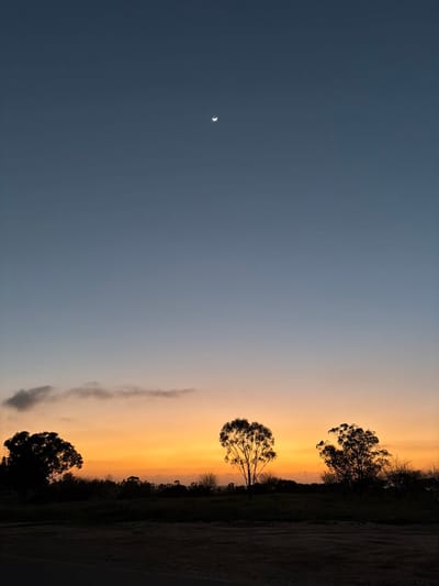 A landscape photograph oriented sideways shows a gradient sky. The upper left is a deep blue, transitioning to orange towards the right. The moon, a thin crescent, is in the blue area. Silhouetted trees and foliage line the right side, creating a dark contrast against the sunset hues. A long cloud stretches upward in the middle. A dark ground or path is on the right edge.