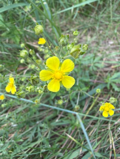 In Upeslejas, Latvia, a close-up, high-angle shot captures a cluster of small, yellow wildflowers with five petals each. The primary subject, a fully bloomed yellow flower, is centered, its petals slightly curved. Surrounding it are several unopened flower buds, each covered in fine green hairs, and other smaller, less distinct yellow flowers. The environment consists of a dense, green background of grass and foliage, with some dried brown blades interspersed, suggesting a natural outdoor setting. The lighting is natural and appears to be daylight, creating soft shadows.
