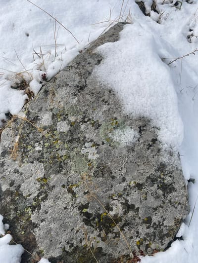 This image depicts a large, irregularly shaped grey rock, partially covered by snow, located within the village of Juta, Georgia. The rock's exposed surface is extensively covered by mottled lichen formations, displaying light grey, yellow-green, and dark grey coloration. A layer of white, powdery snow covers the top and upper right portions of the rock, extending to the surrounding ground. Sparse, dried, light brown herbaceous stalks protrude through the snow primarily on the left side and top edge of the frame. The scene is illuminated by natural daylight, indicating a winter environment.