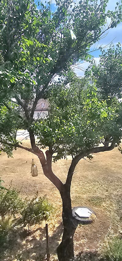 In Vesele, Ukraine, a tree with green leaves stands in a yard with dry, light-brown grass. A glass bottle, suspended by a string, hangs from one of the tree's branches. At the base of the tree, a circular saw blade is attached to a platform, which is partially covered by grass. In the background, a building with multiple windows is visible. The sky above is blue with scattered clouds.