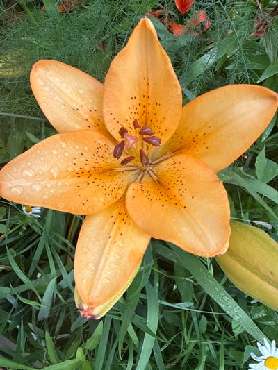 A close-up, overhead shot showcases a vibrant orange lily in full bloom, its petals speckled with dark spots and adorned with numerous water droplets, suggesting recent rain or dew. The lily is the primary subject, its six large, curved petals radiating from the center, where dark brown stamens and pistils are visible. The flower is positioned amidst lush green foliage, which includes long, blade-like leaves and finer, feathery greenery. To the upper right, a small white daisy with a yellow center peeks out from the green backdrop. The scene is outdoors, likely in a garden, given the presence of multiple flowering plants and varied greenery. The lighting appears soft, consistent with an overcast day or early morning. The water droplets on the lily and leaves suggest a natural, humid environment. No people or text are present in the image. The overall impression is one of natural beauty and freshness.