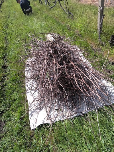 The image depicts a pile of brown, thin branches on top of a white, irregularly shaped piece of material lying on green grass. The location is outdoors, seemingly in a grassy area that may be a vineyard. There are patches of bare dirt visible in the grass. Part of a person can be seen on the side. The image is from Madrino, Bulgaria.