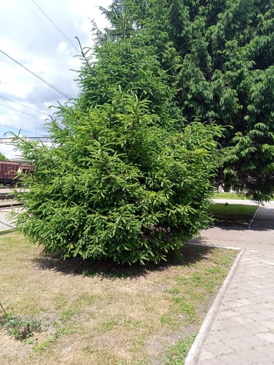 The image shows a green spruce tree in the foreground, located on a grassy area next to a paved walkway. In the background, another larger, darker evergreen tree is visible. Power lines and poles stretch across the sky above the trees. To the left, a train car can be seen on tracks, suggesting the location is near a railway. The ground around the spruce tree is a mix of dry grass and some sparse green vegetation. The scene appears to be an outdoor public space in the city of Romodan, Ukraine. There are no people or animals in the frame.