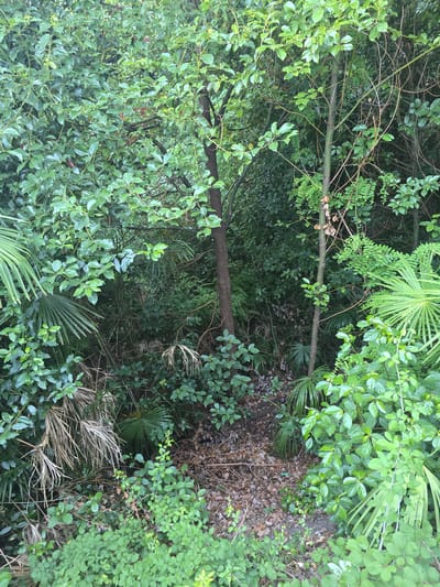 The image depicts a dense, overgrown green area, likely a natural or semi-natural landscape within the city of Muralto, Switzerland. The scene is dominated by lush foliage, with various shades of green from different plants. Several trees are visible, their trunks appearing as vertical elements amidst the dense undergrowth. Palm fronds are interspersed with other leafy branches, suggesting a temperate climate. The ground is covered with dry leaves and other organic debris, indicating a natural accumulation over time. There are no people, animals, or man-made structures readily apparent in the image. The overall impression is one of a wild, untamed corner within an urban environment.