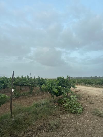 The image shows a vineyard in Mazkeret Batya, Israel. The vineyard is located on a dirt road, with rows of grapevines on either side. The ground is covered with a mixture of dirt and grass. The sky is overcast with a light, white object visible. In the foreground, a large green bush is visible on the right side of the image. There are no people present.