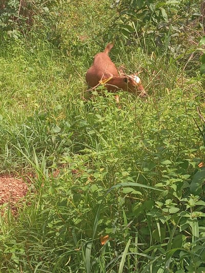 A brown goat with a white blaze on its head is partially obscured by dense green vegetation, possibly grazing in a grassy area. The location appears to be outdoors, and the ground is visible in the lower right corner.
