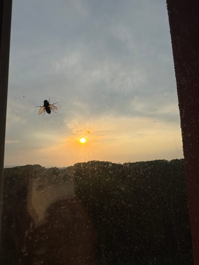 The image is a vertical, low-angle shot of a window with a fly perched on the inside. The sun is setting, casting a warm, orange glow across the sky. The sky is partly cloudy, with some areas of clear blue and others filled with hazy, golden clouds. On the right side of the image, a dark, textured surface, possibly a building or trees, is visible. The window itself appears to be dirty, with numerous water spots or smudges. The fly is silhouetted against the bright sky, its wings spread as if in flight. The overall mood of the image is tranquil and naturalistic, with a sense of quiet beauty. The time of day is clearly sunset. The location is identified as Kolomyia, Ukraine. There is no visible text in the image.