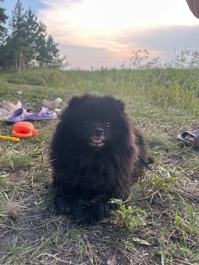 A fluffy, black Pomeranian dog is lying on the grass in a field. The dog is looking towards the camera with its tongue slightly out. In the background, there are trees and a sunset sky. Several pairs of children's sandals and a bright orange dog toy are scattered on the grass to the left of the dog. The location is a field in Вагулин ауылдық округі, Kazakhstan.