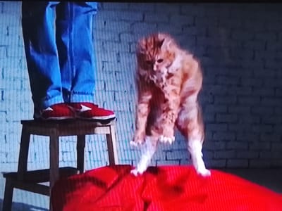 This media file shows a person's legs, wearing blue jeans and red sneakers, standing on a wooden stool. Next to the stool, an orange tabby cat is in mid-air, appearing to be jumping or falling, with its front paws outstretched. The cat is positioned over a large, bright red object, possibly a beanbag or cushion. The background consists of a brick wall, painted in muted tones, and a dark, undefined floor area. The lighting suggests an indoor setting, possibly a studio or a room with artificial light. The image appears to be a still frame from a video, as indicated by the motion blur on the cat, capturing a dynamic moment of action. The overall scene is informal and playful, with the cat being the central focus of activity. No visible text or specific time of day or weather cues are present. The provided location context is Klichaw, Belarus, but this cannot be visually confirmed from the image itself.