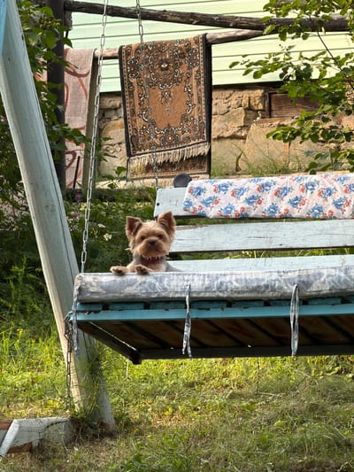 A small, fluffy terrier-mix dog with a red collar peeks over the edge of a light blue wooden structure, possibly a swing or bench. The dog's fur is light brown, and it has floppy ears and dark eyes. It appears to be looking directly at the camera with a curious expression.

The setting is outdoors, with lush green grass and vegetation surrounding the wooden structure. In the background, there are several hanging rugs, one with an intricate brown and beige pattern and another with a lighter pattern of red and brown lines. A stone wall is visible behind the rugs, and to the left, a light green corrugated metal wall or fence is present. Overhanging branches with green leaves create dappled light on the scene.

The lighting suggests it is daytime, likely late afternoon or early evening, given the warm light and shadows. The overall mood is peaceful and relaxed, with a touch of whimsy provided by the dog's presence. The location context is Sylva, Russia, although no specific landmarks are identifiable in the image. There is no visible text in the media file.