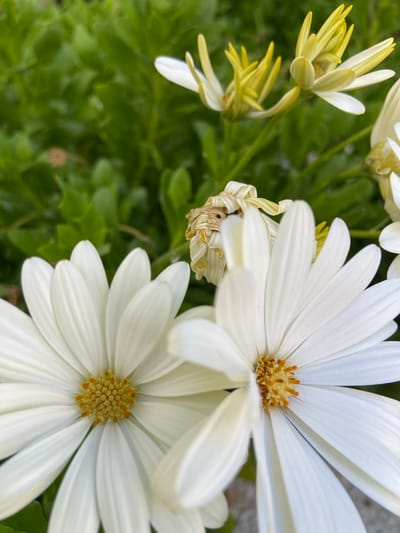 This is a close-up, eye-level, outdoor shot of several daisy-like flowers with white petals and yellow centers. Two fully bloomed white flowers are in the foreground, with their petals fanned out. A partially wilted white flower with brown edges is visible in the middle ground, and two yellow and white flowers are in the background, some still in bud form. The flowers are set against a blurred green leafy background, suggesting a garden or natural setting. No people or specific landmarks of Brežine, Montenegro, are visible in the image.