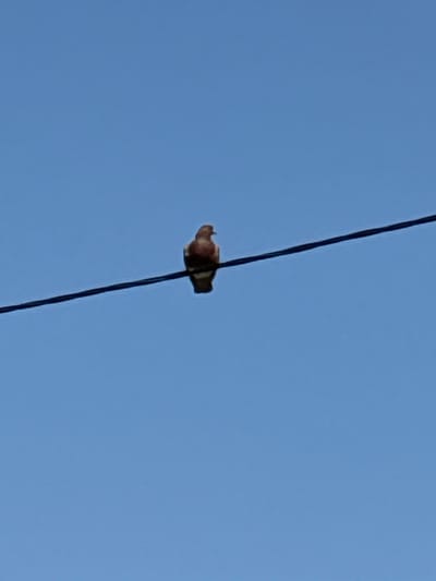 A single bird is perched on a power line against a clear blue sky. The bird is facing to the right and appears to be a pigeon. The power line stretches diagonally across the frame from the bottom left to the top right. The image is a medium shot, focusing on the bird and the immediate vicinity of the power line. No other objects or people are visible. The location is not identifiable from the image itself, and therefore, any assertion about it being in Bratsk, Russia, would be speculative.