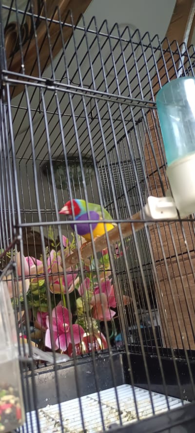 A vibrantly colored finch is perched on a wooden dowel inside a black metal birdcage. The finch displays a red head, a green back, a purple chest, and yellow underparts. To the left of the finch, artificial pink and green flowers are arranged. A blue water dispenser is attached to the upper right side of the cage. The background consists of light-colored walls and wooden elements. The cage floor is lined with white paper and scattered with birdseed and debris. The image is framed by the cage bars, creating a sense of confinement. The setting appears to be indoors.