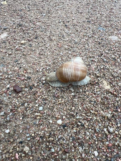 A snail is moving across a surface composed of small pebbles and sand. The snail has a light brown, spiraled shell with darker brown stripes. Its body is pale gray. The environment appears to be outdoors, with the ground consisting of a mixture of tan, gray, white, and reddish-brown pebbles. The image does not provide any specific landmarks or context to determine a location within the city of Dubingiai, Lithuania.